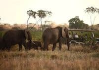 3 Day Fly-in Samburu Safari Joys Camp Shaba National Reserve