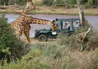 3 Day Samburu Simba Lodge Safari By Road From Nairobi