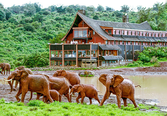3-days-2-nights-ark-&-aberdare-country-club-safari 3 Days 2 Nights Ark & Aberdare Country Club Safari