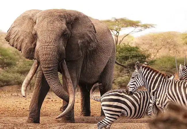 3 Days 2 Nights Ol Donyo Lodge Chyulu Hills Fly-in Safari