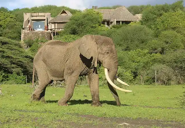 3 Days 2 Nights Ol Donyo Lodge Chyulu Hills Fly-in Safari