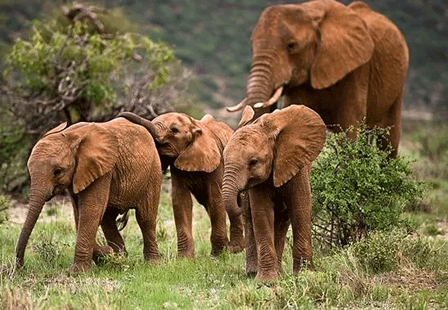 4-day, 3-night safari to Samburu Game Reserve and Lake Nakuru