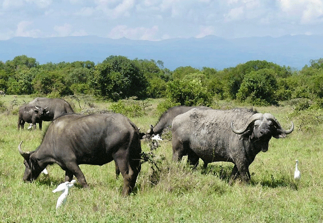 4 Day Sangare Conservancy Aberdare Kenya Safari Holiday