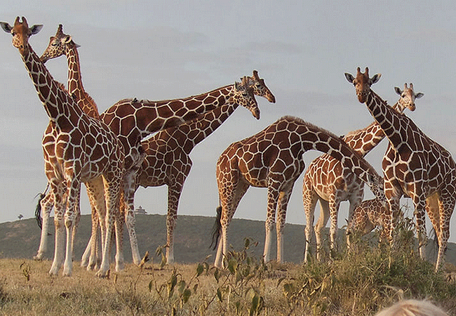4 Day Sangare Conservancy Aberdare Kenya Safari Holiday