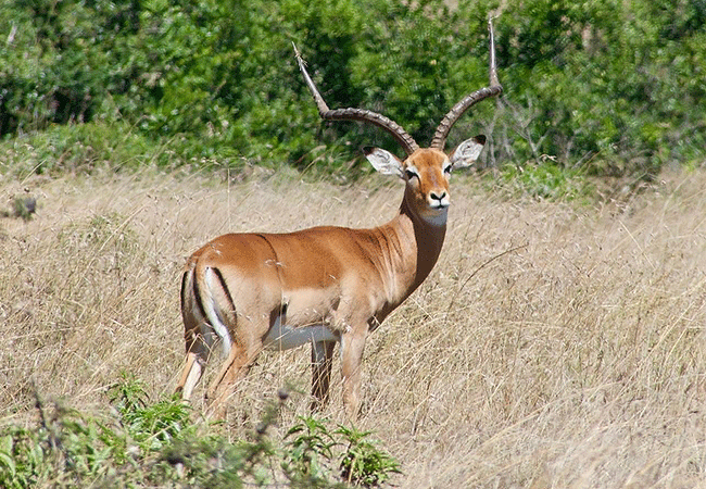 4 Day Sangare Conservancy Aberdare Kenya Safari Holiday