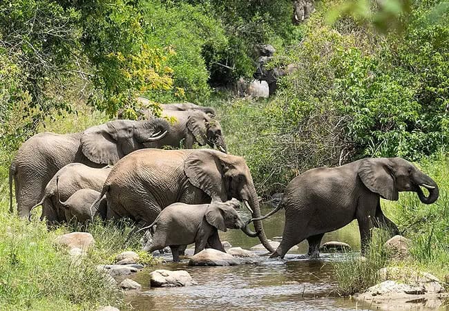 4 Days 3 Night Kitich Forest Camp Fly-in Safari | Mathews Mountains