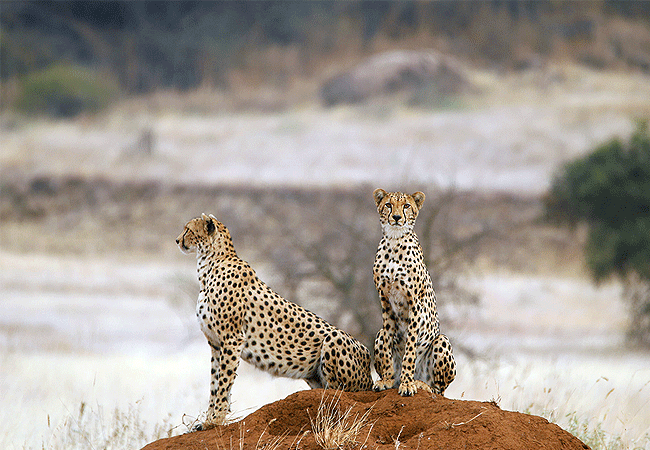4-days-3-nights-ol-donyo-lodge-chyulu-hills-fly-in-safari-cheetah 4 Days 3 Nights Ol Donyo Lodge Chyulu Hills Fly-in Safari