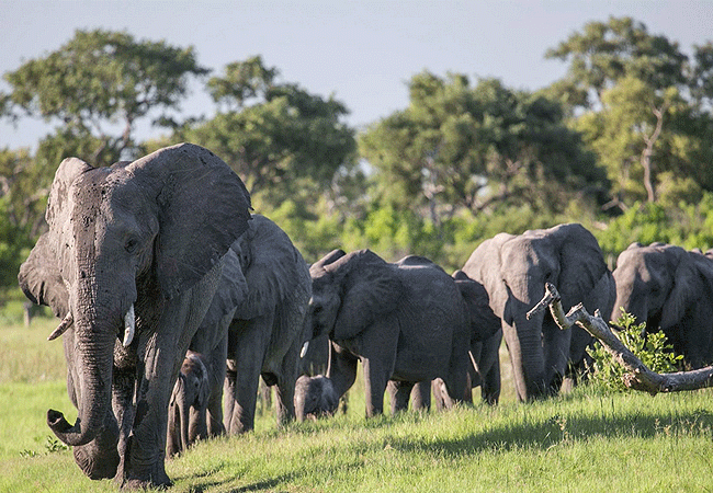 4-days-3-nights-ol-donyo-lodge-chyulu-hills-fly-in-safari-elephants-in-single-file-heading-to-the-water 4 Days 3 Nights Ol Donyo Lodge Chyulu Hills Fly-in Safari