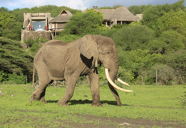 4-days-3-nights-ol-donyo-lodge-chyulu-hills-fly-in-safari-regular-sight-in-the- chyulu-hills-and-often-visit-ol-donyo-to-drink-at-the-waterhole-in-front-of-the-lodge 4 Days 3 Nights Ol Donyo Lodge Chyulu Hills Fly-in Safari