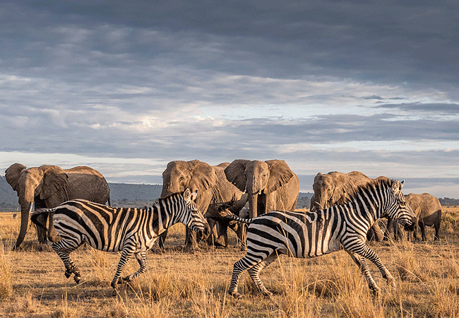5-day-aberdare-lake-nakuru-masai-mara-kenya-safari 5 Day Kenya Safari Aberdare Lake Nakuru Masai Mara Tour