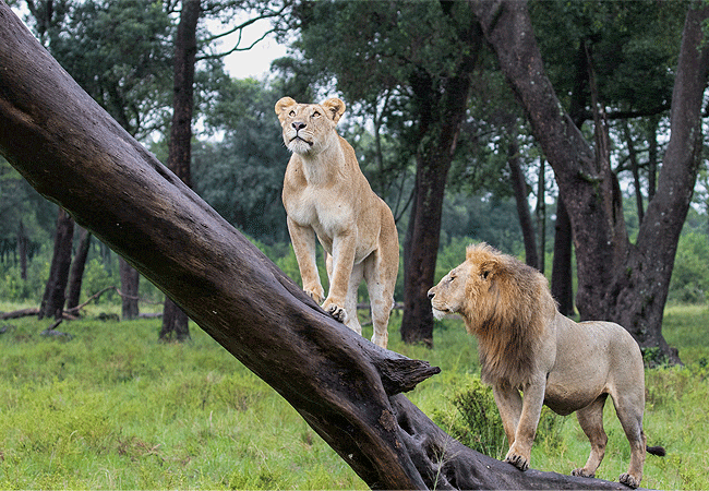 5-day-kenya-safari-aberdare-lake-nakuru-masai-mara-tours