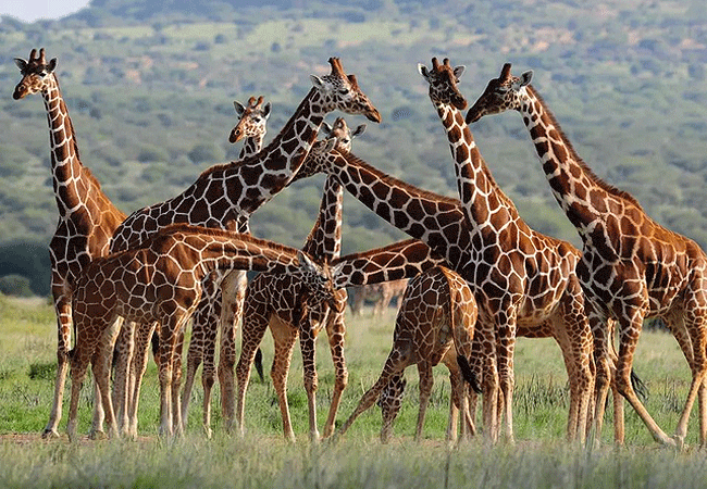 5 Days 4 Nights Kenya Maralal Camel Safari Tour