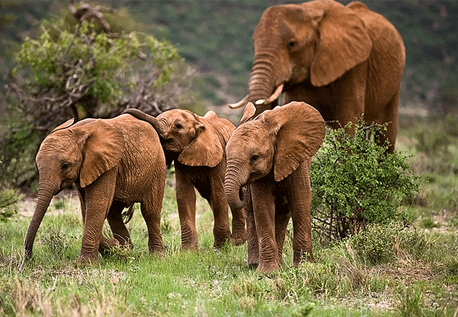 5 Days 4 Nights Kenya Safari Samburu Nakuru Masai Mara