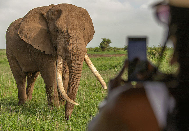 5 Days Kenya Safari Amboseli Tsavo West National Park