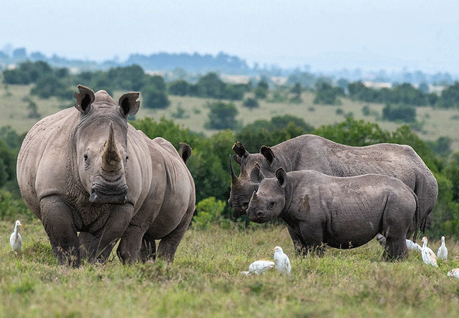 6-Day/ 5-Night Kenyan safari Aberdare National Park, Ol Pejeta Conservancy, Masai Mara