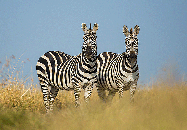 6 Days 5 Nights Lake Naivasha Masai Mara Road Safari