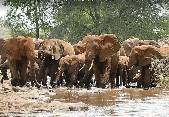 7 Day Kenya Safari Meru Ol Pejeta-Nakuru Masai Mara from Nairobi