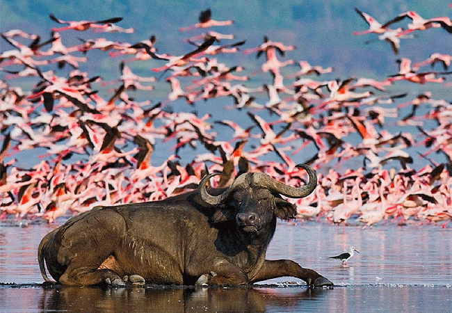 7 Days 6 Nights Kenya Safari Samburu Lake Nakuru Masai Mara