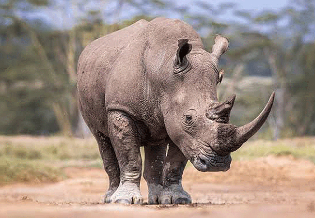 7 Days 6 Nights Kenya Safari Samburu Lake Nakuru Masai Mara
