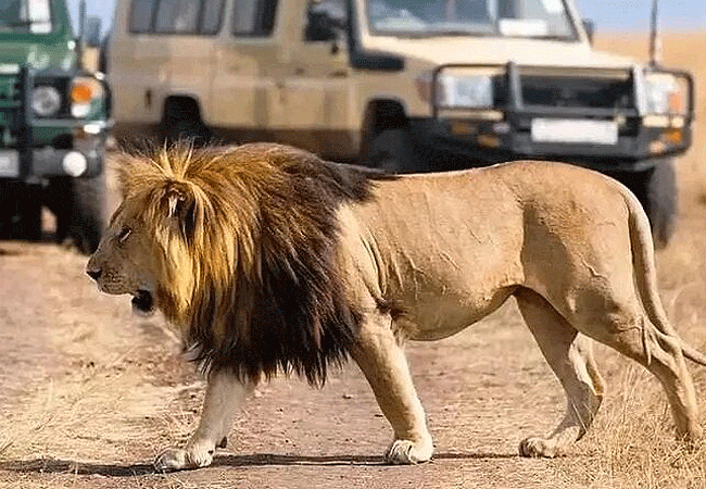 8 Days Kenya safari tours