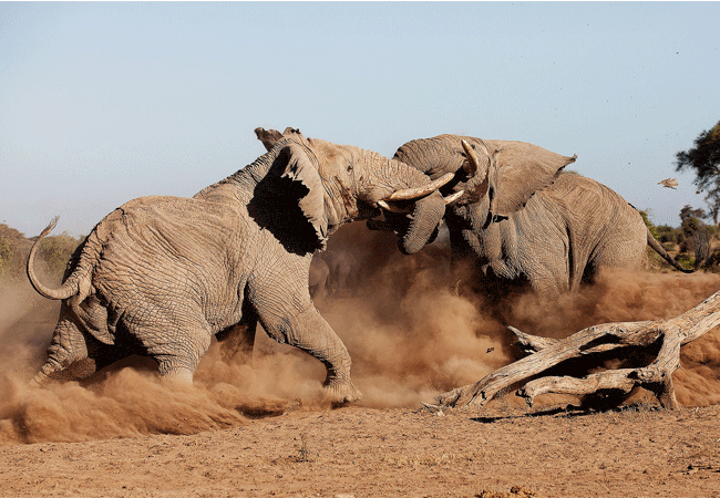 9 Days 8 Nights Kenya Safari Holiday Tour
