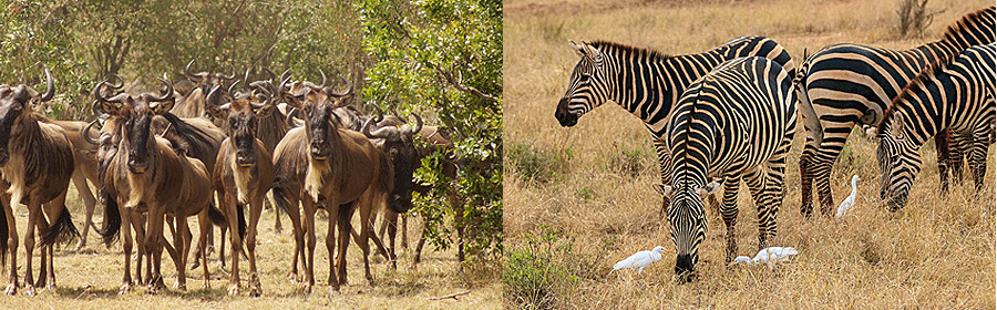 Amboseli Animals Wildlife in Amboseli National Park