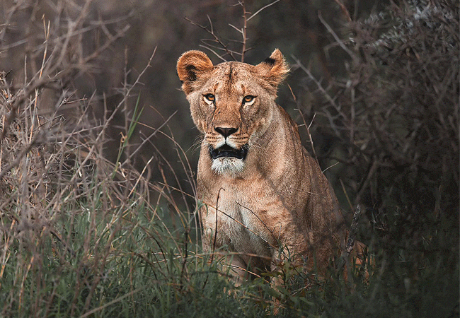 Amboseli's resident wildlife. Lions prowling the savannah, giraffes gracefully grazing on acacia trees, and herds of elephants traversing the plains Elephant Gorge Camp Amboseli