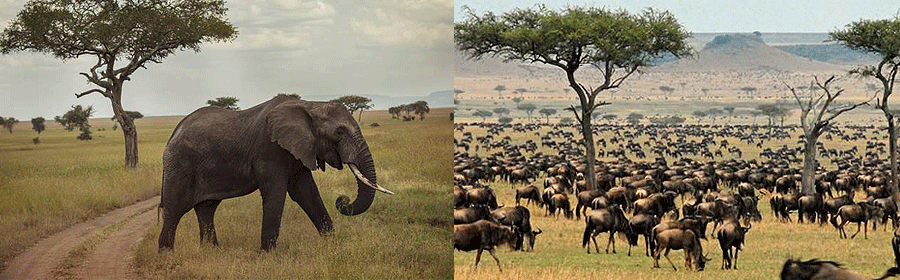 10 Days 9 Nights Kenya Safari Holidays