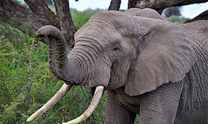 Sinya Wildlife Conservancy located West Kilimanjaro and Amboseli