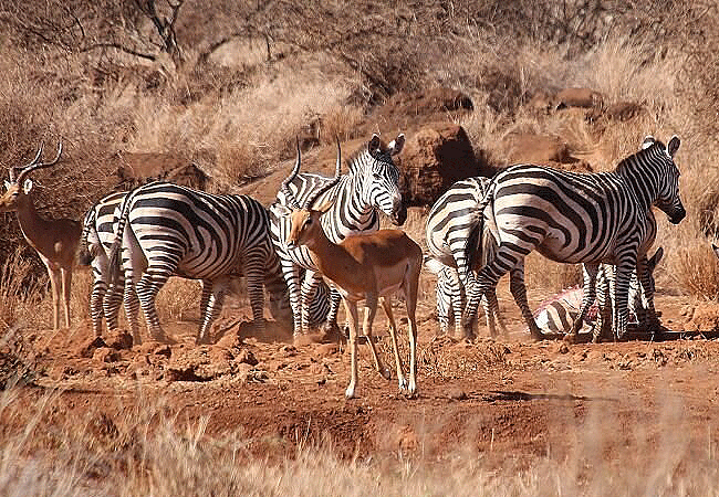 Amboseli Bush Camp Kimana Gate