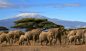  8 Days 7 Nights Kenya Fly-in Safari to Amboseli, Samburu & the Masai Mara from Nairobi