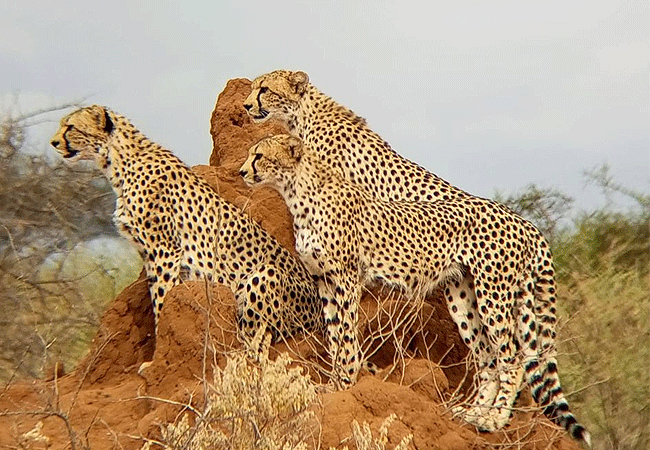 Amboseli Serena Safari Lodge