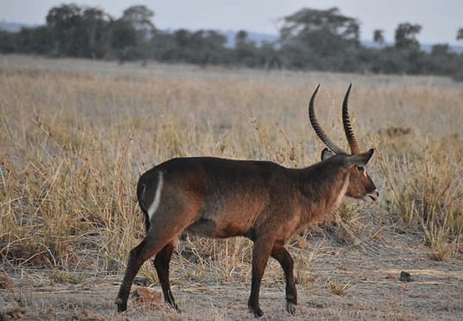 Amboseli Serena Safari Lodge