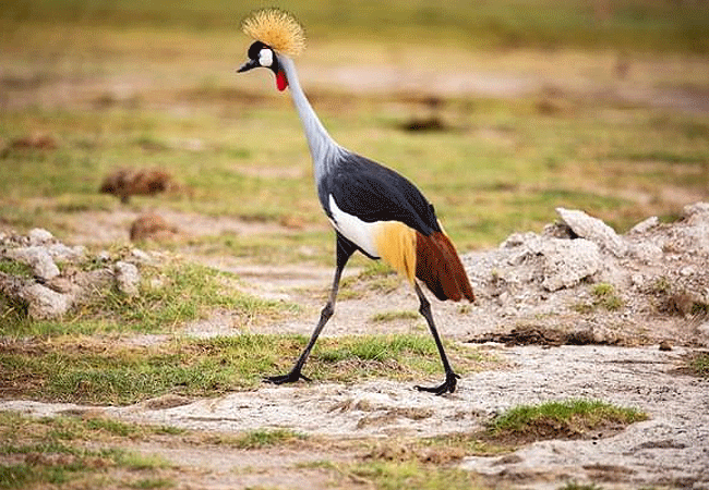 Amboseli Serena Safari Lodge