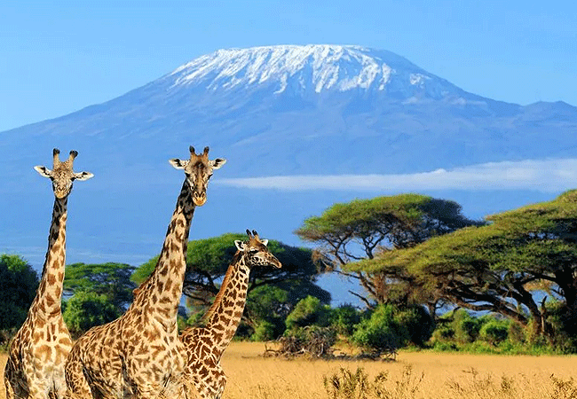 Amboseli Serena Safari Lodge