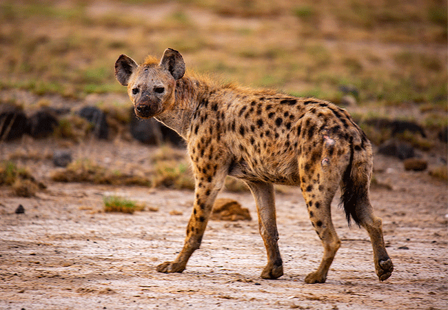 Amboseli Serena Safari Lodge