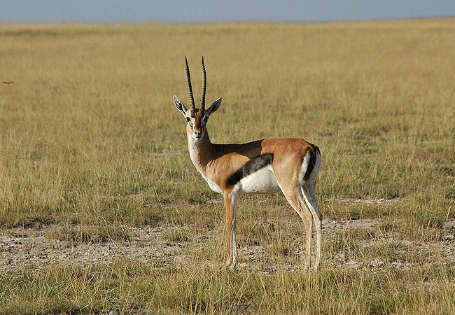 Amboseli Serena Safari Lodge