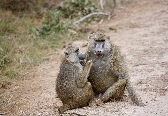 Amboseli Serena Safari Lodge