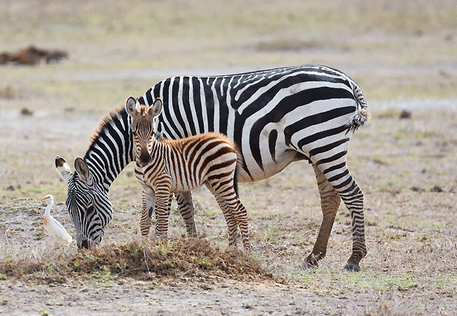 Amboseli Serena Safari Lodge