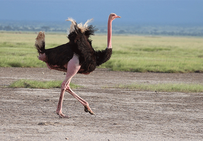 Amboseli Serena Safari Lodge