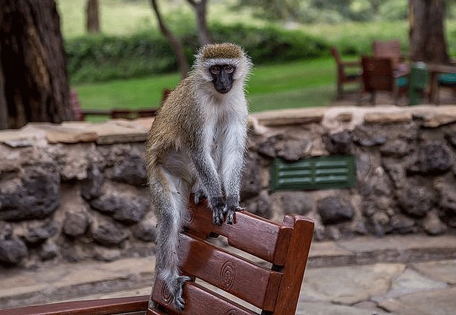 Amboseli Serena Safari Lodge