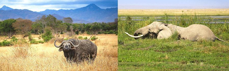 Amboseli & Tsavo West Safaris