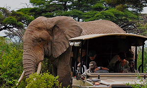  2 Days 1 Night Tanzania Safari – Tarangire National Park & Arusha National Park (Driving) From Arusha or Moshi 