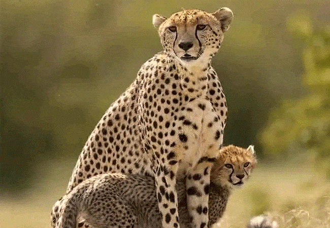 ashnil-aruba-lodge-tsavo-east-national-park-cheetah Ashnil Aruba Lodge Tsavo