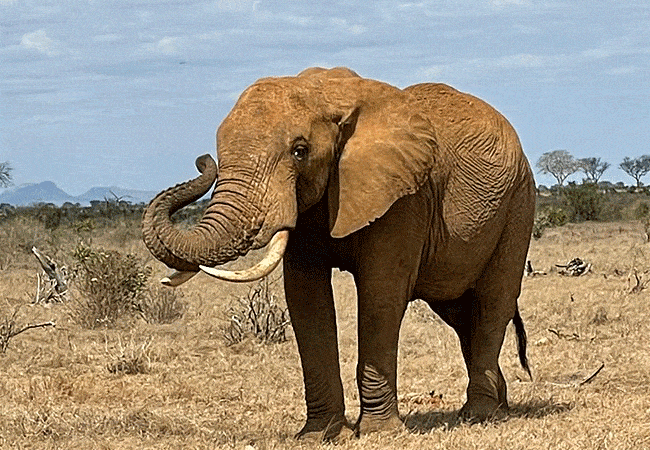 ashnil-aruba-lodge-tsavo-east-national-park-elephant-in-the-park Ashnil Aruba Lodge Tsavo