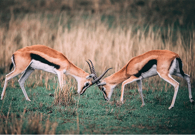 ashnil-aruba-lodge-tsavo-east-national-park-homsons-gazelle Ashnil Aruba Lodge Tsavo