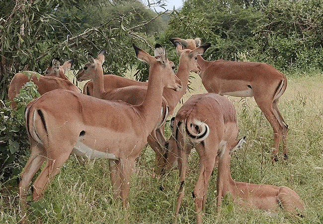 ashnil-aruba-lodge-tsavo-east-national-park-impalas Ashnil Aruba Lodge Tsavo