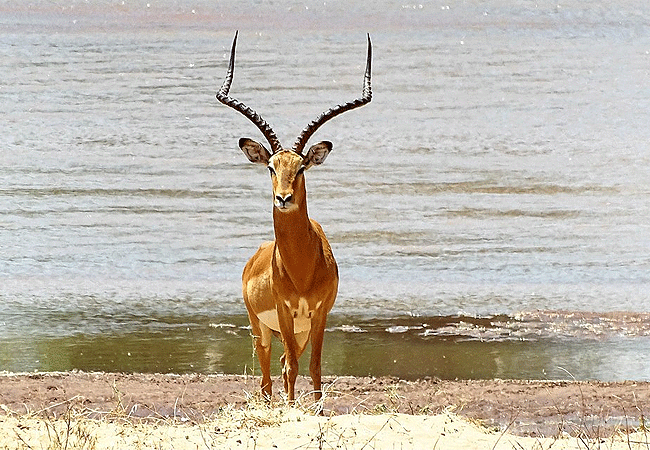 ashnil-samburu-camp-impala Ashnil Samburu Camp Kenya Safaris