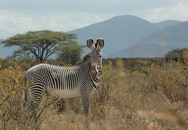 ashnil-samburu-camp-in-buffalo-springs-national-reserve-is-home-to-the-grevys-zebras Ashnil Samburu Camp Kenya Safaris