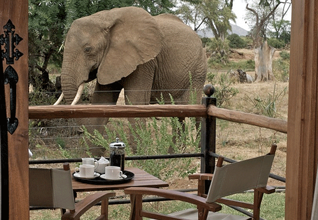 ashnil-samburu-camp-is-known-for-its-frequent-elephant-visitors-as-elephants-often-come-to-the-river-and-the-camp-grounds Ashnil Samburu Camp Kenya Safaris